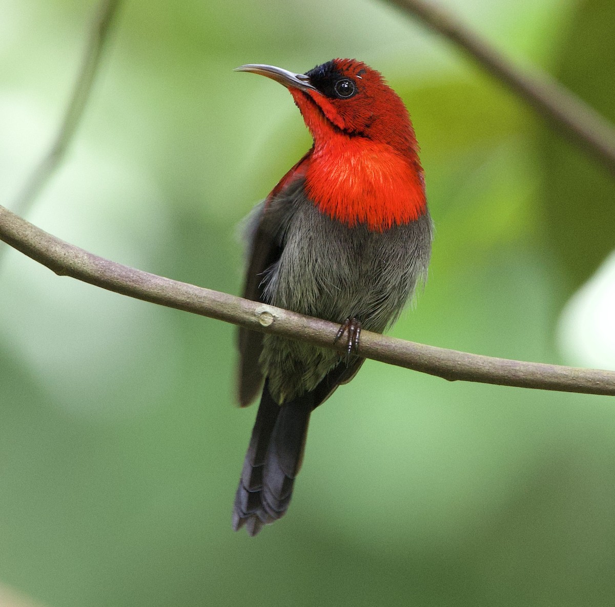 Crimson Sunbird - ML642014921