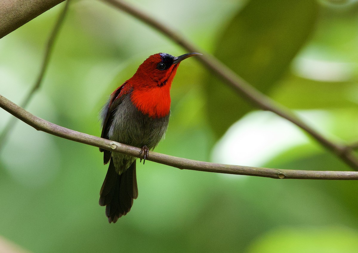 Crimson Sunbird - ML642014922