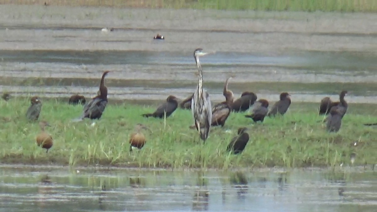 Little Cormorant - ML642014926