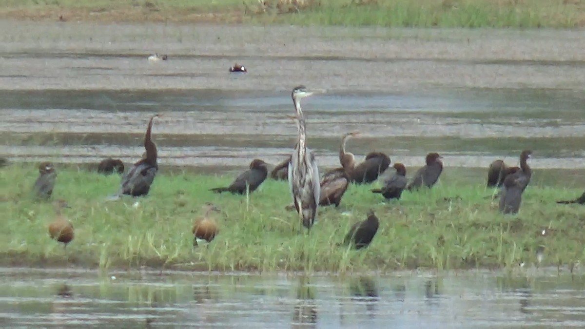 Little Cormorant - ML642014927