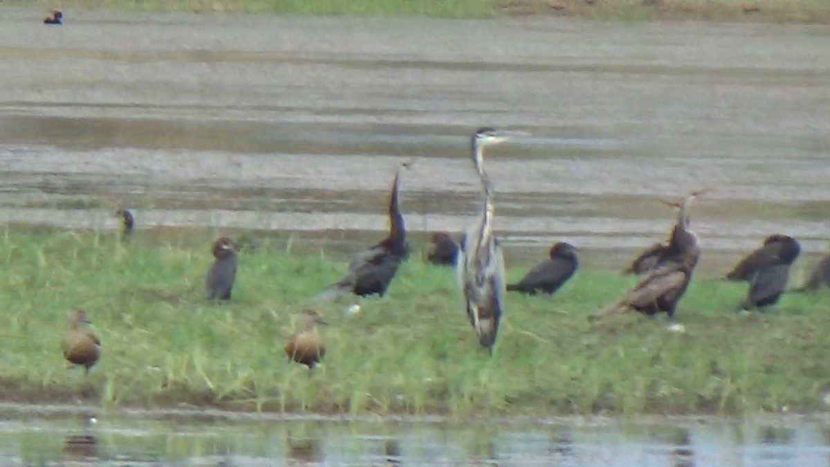 Little Cormorant - ML642014928