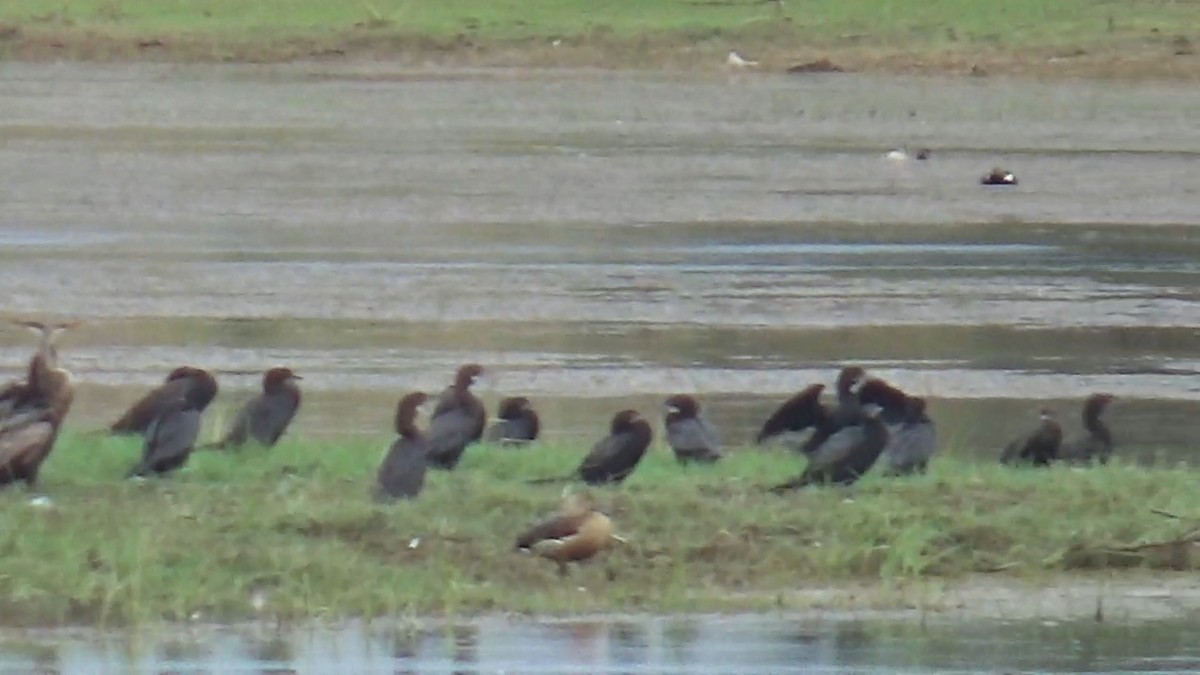 Little Cormorant - ML642014929
