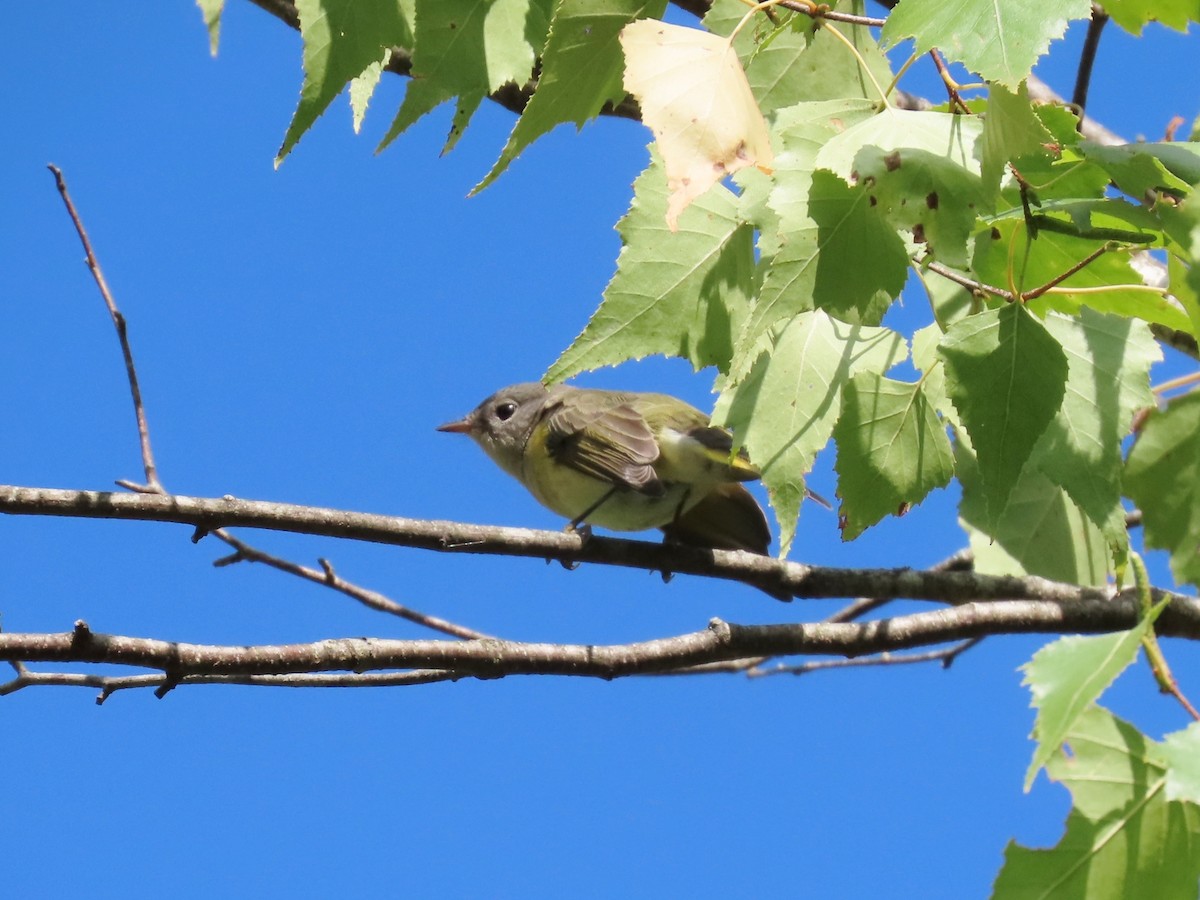American Redstart - ML642014936