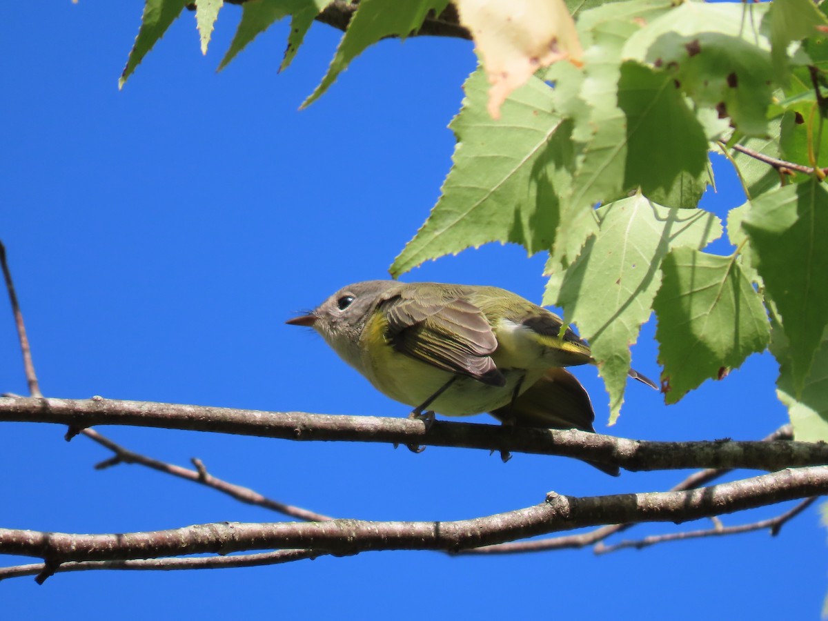 American Redstart - ML642014938