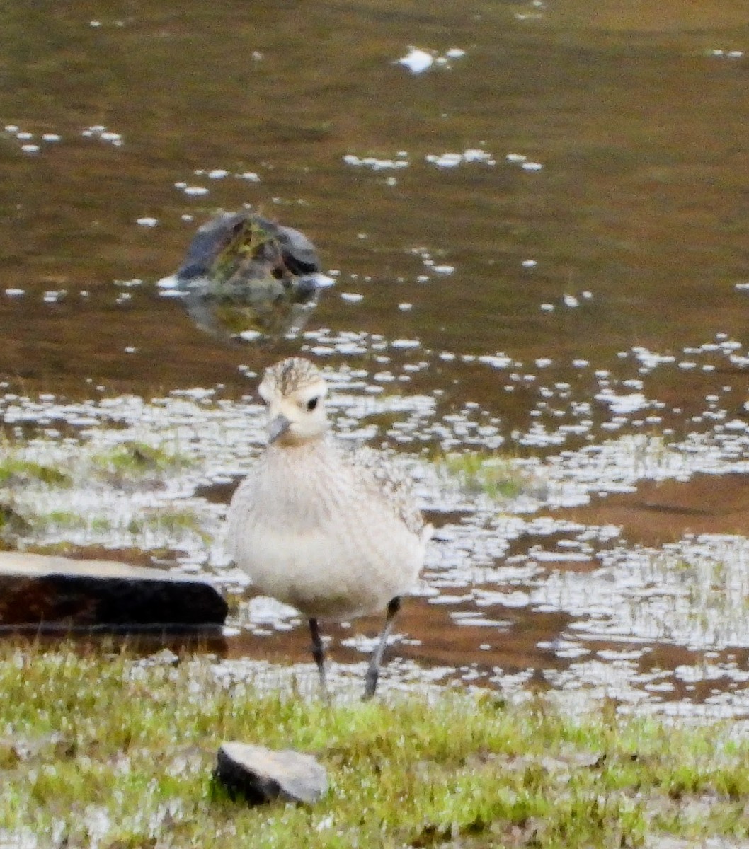 American Golden-Plover - ML642014942