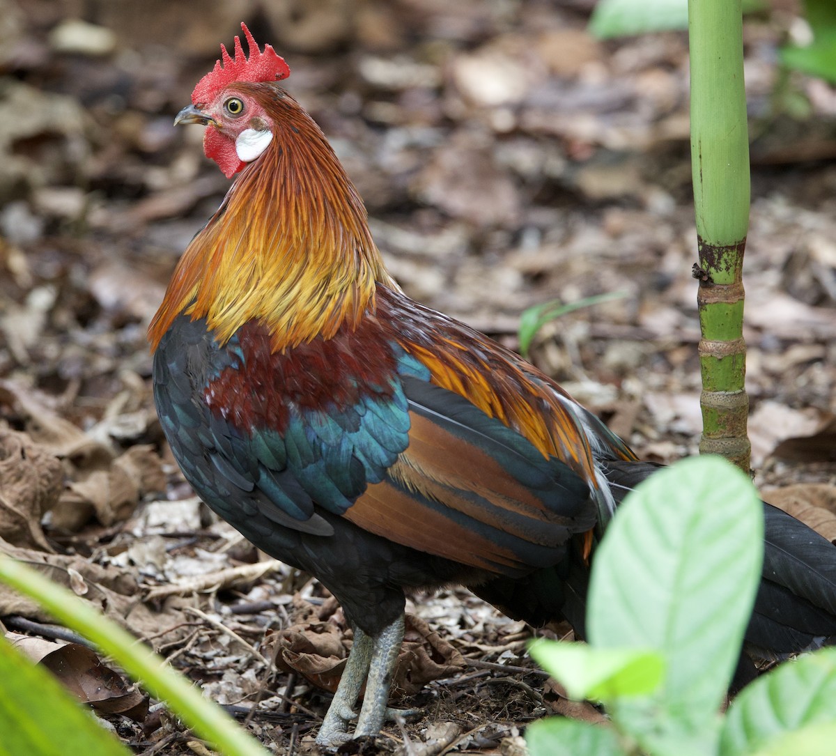 Red Junglefowl - ML642014946
