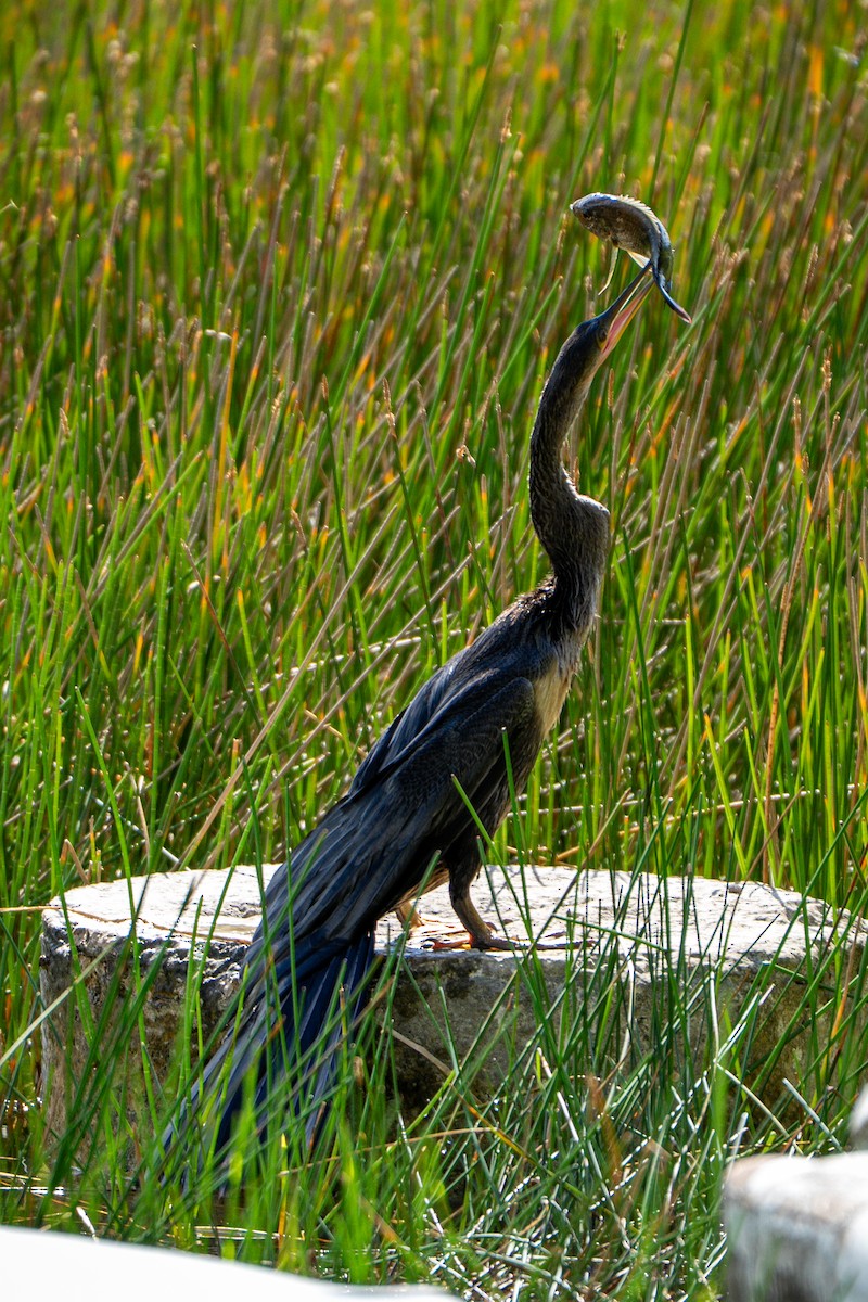 Anhinga - ML642014948