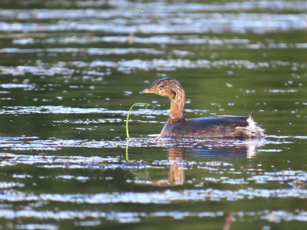 Pied-billed Grebe - ML642014949