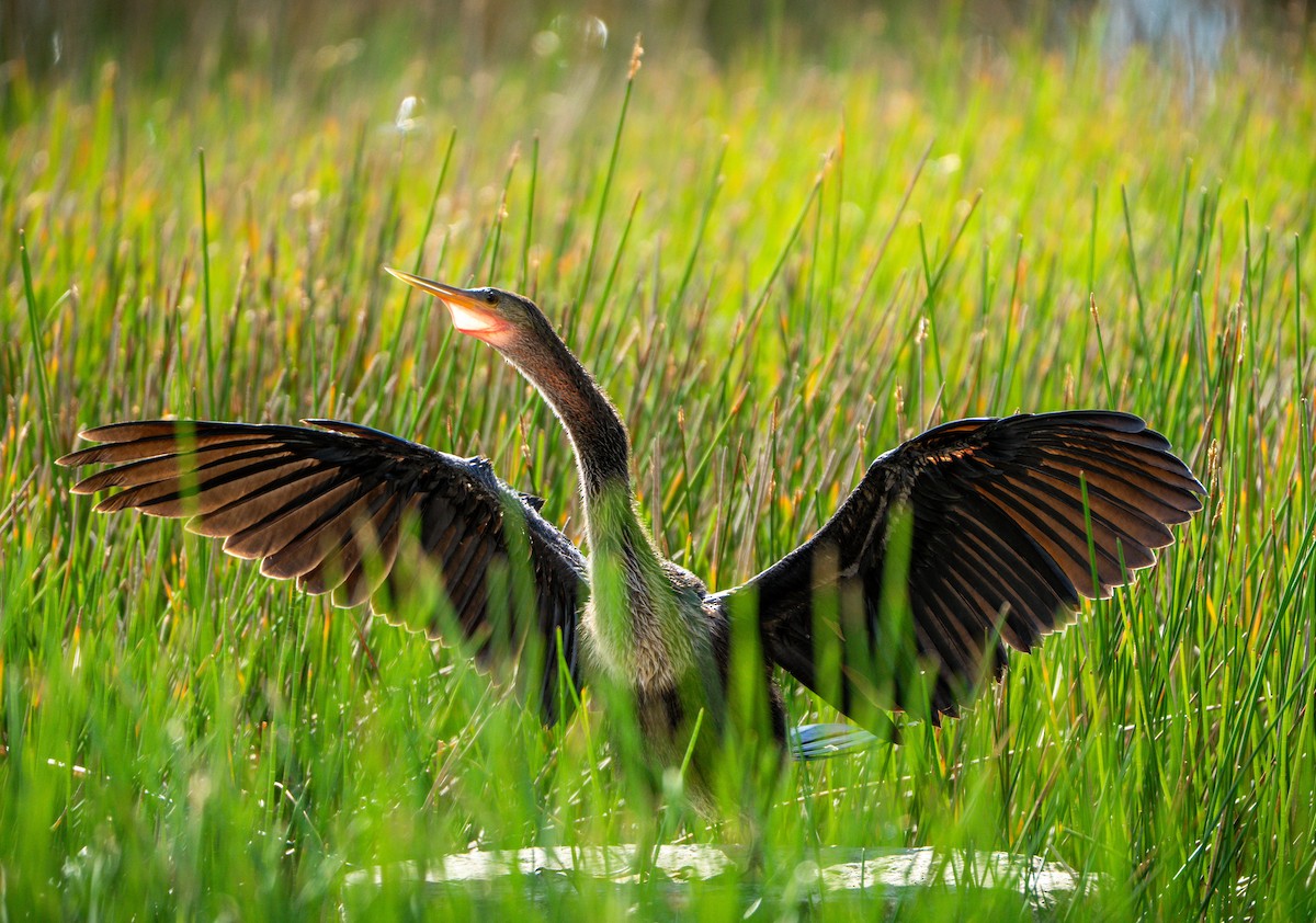 Anhinga - ML642014950