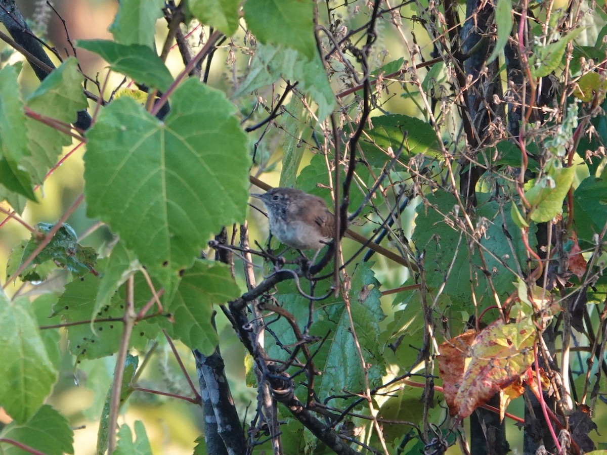 Northern House Wren - ML642014951