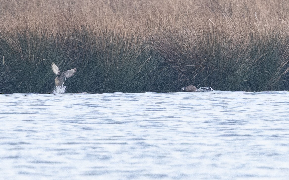 Blue-winged Teal - ML642014961