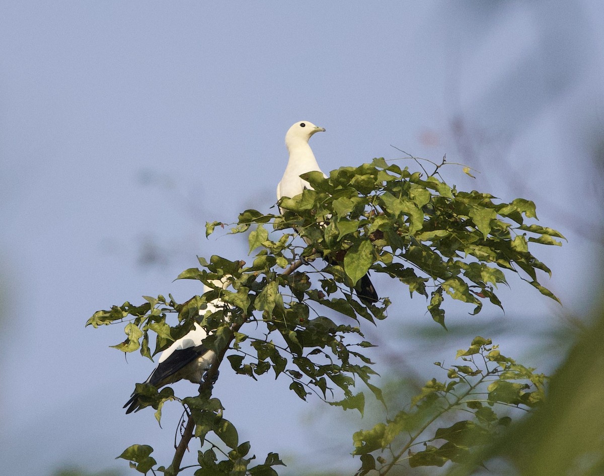 Pied Imperial-Pigeon - ML642014969