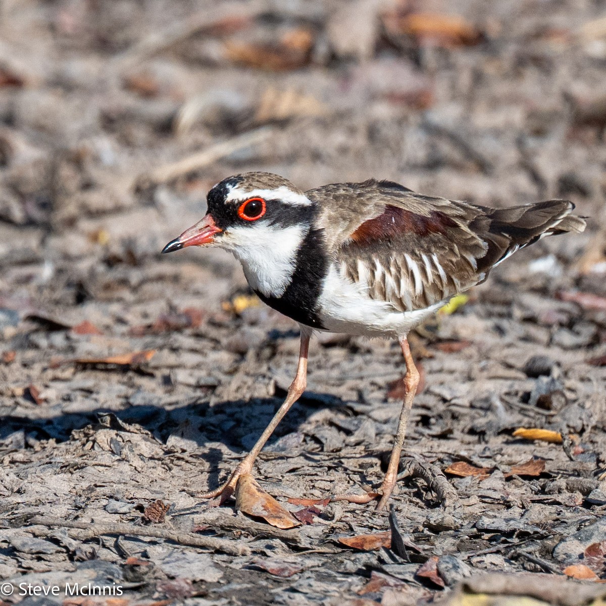 Black-fronted Dotterel - ML642014982