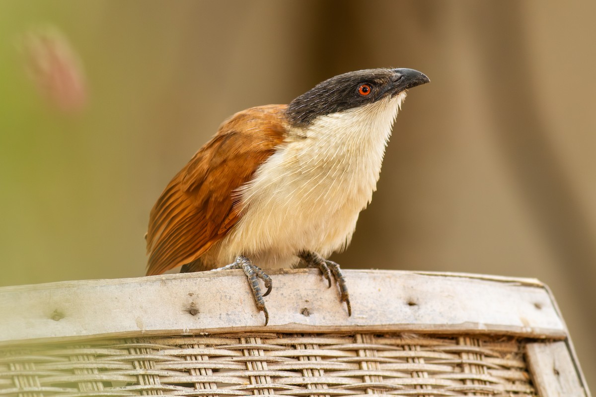 Senegal Coucal - ML642014987