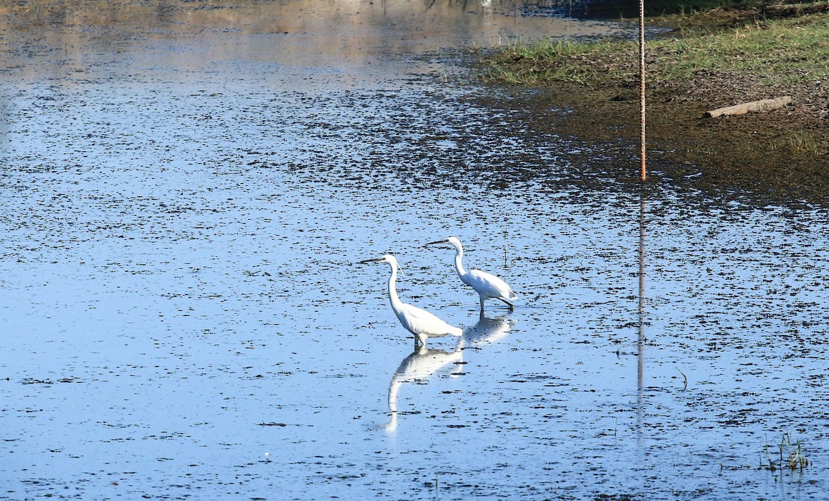 Little Egret - ML642015041