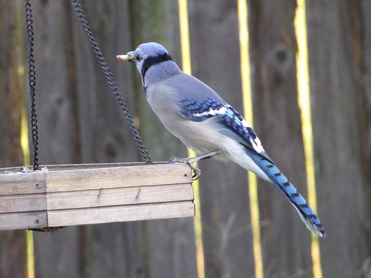 Geai bleu - ML642015044