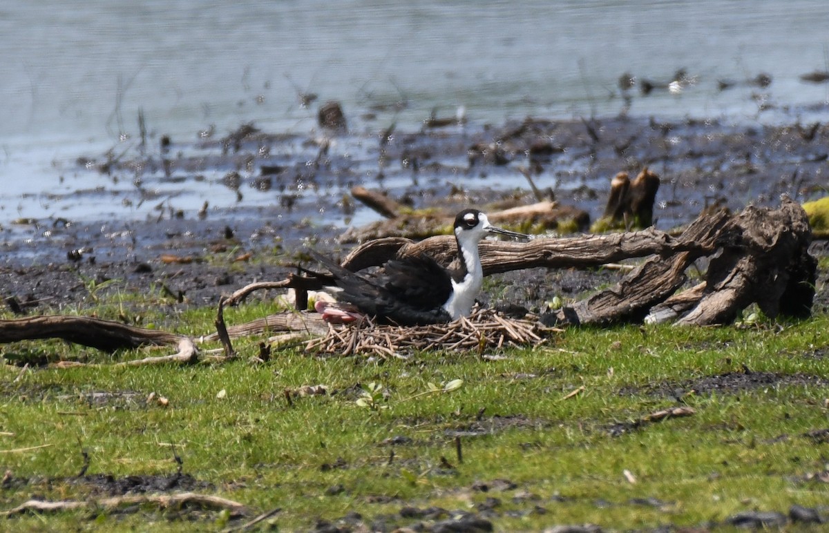 Black-necked Stilt - ML642015053