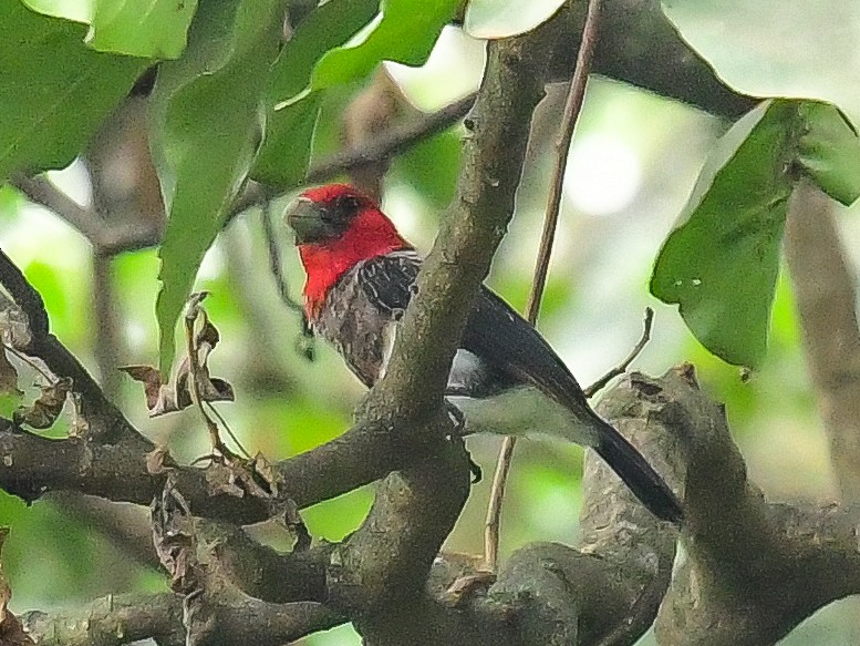 Boz Göğüslü Barbet - ML642015072