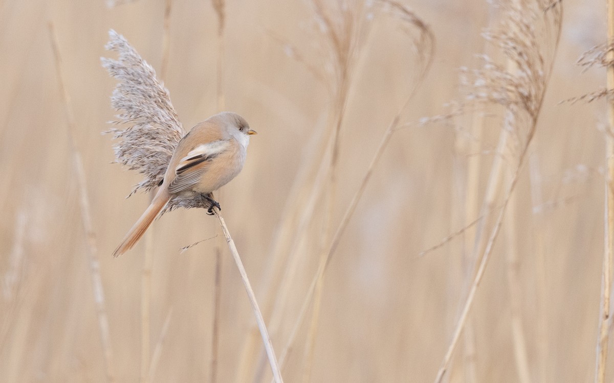 Bearded Reedling - ML642015091