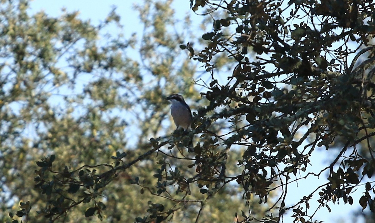 Iberian Gray Shrike - ML642015099