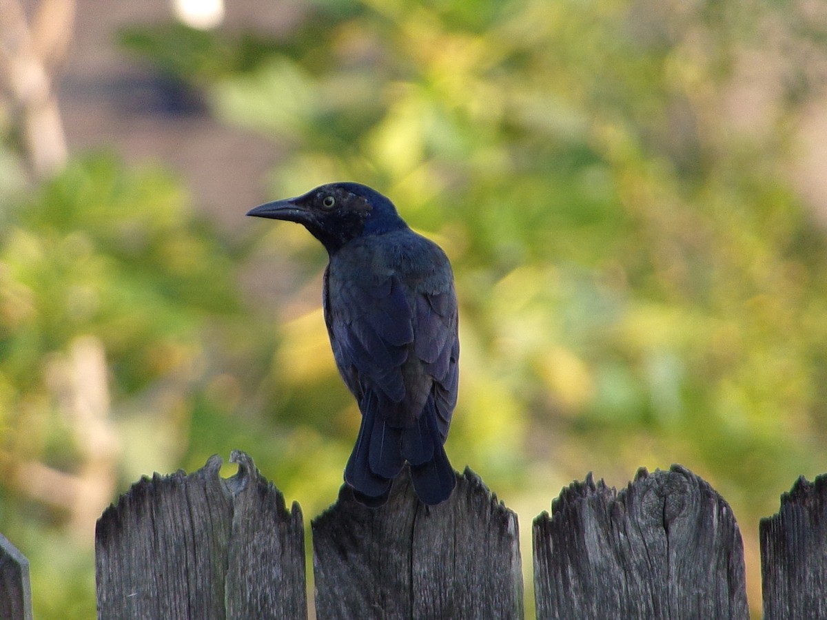 Common Grackle - ML642015115