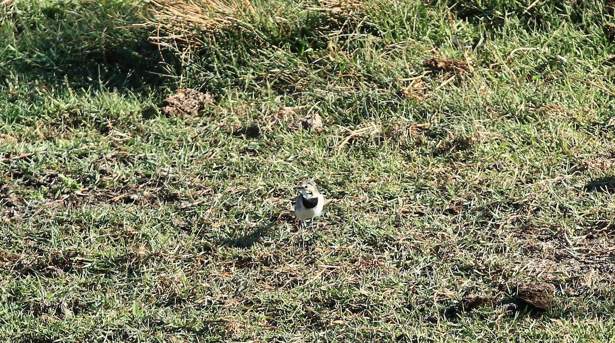 White Wagtail - ML642015120