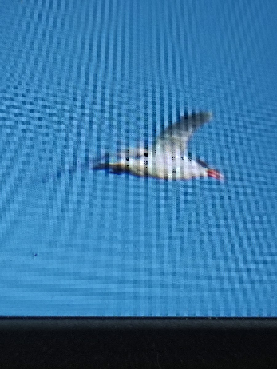 Caspian Tern - ML642015125