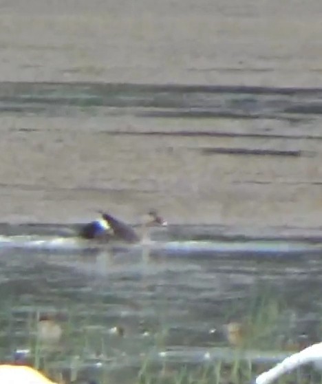 Indian Spot-billed Duck - ML642015128
