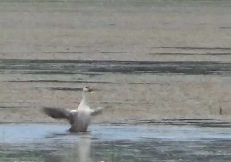 Indian Spot-billed Duck - ML642015129