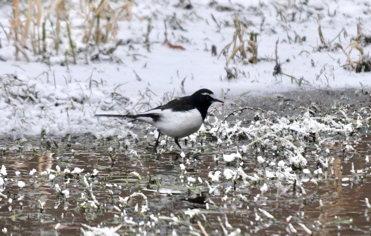 Japanese Wagtail - ML642015147