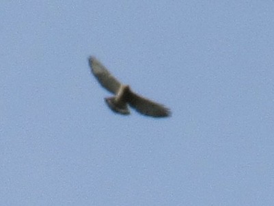 Broad-winged Hawk - ML642015160