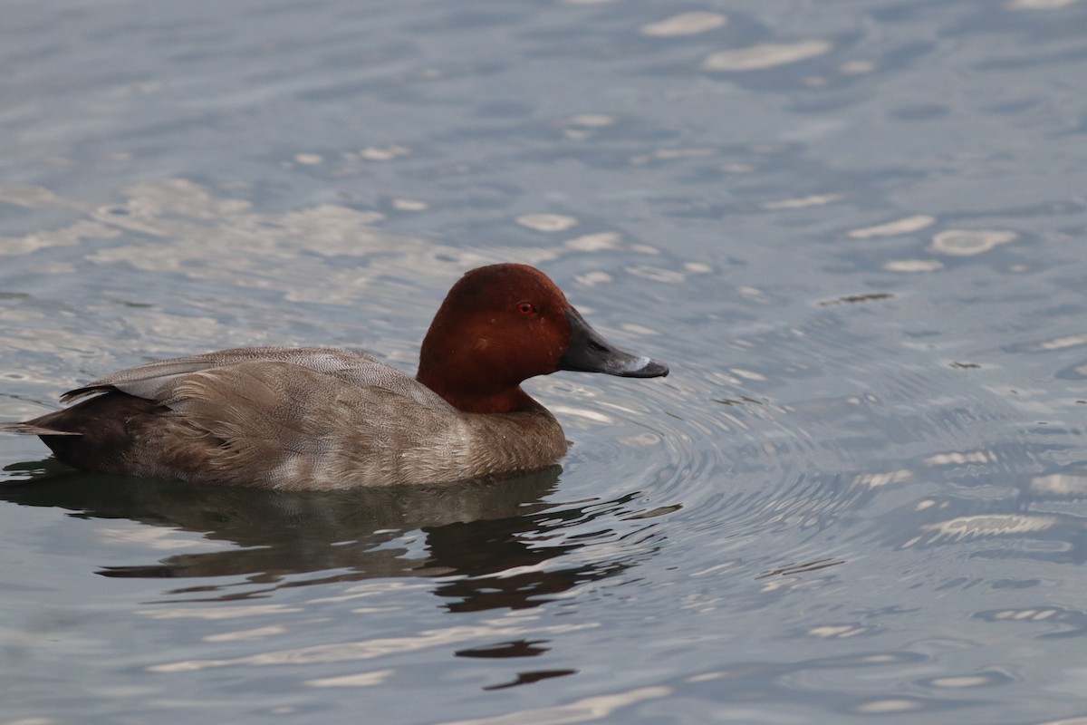 Common Pochard - ML642015174