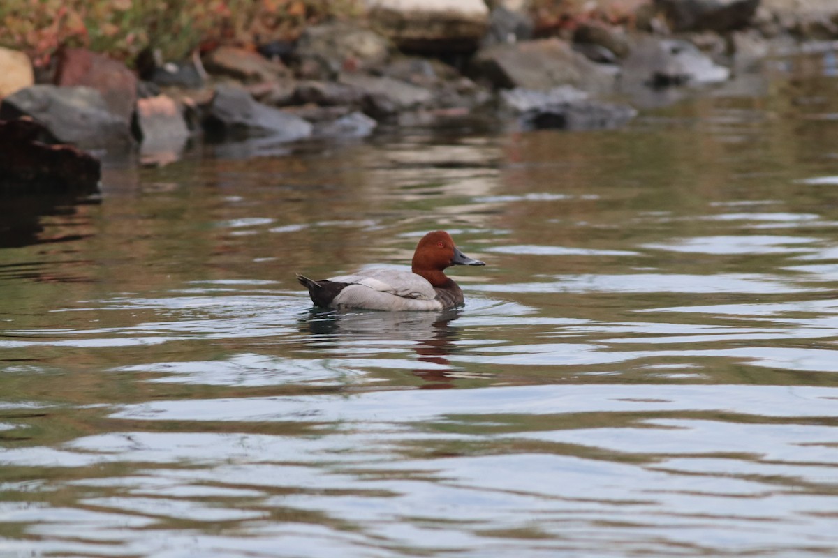 Common Pochard - ML642015175