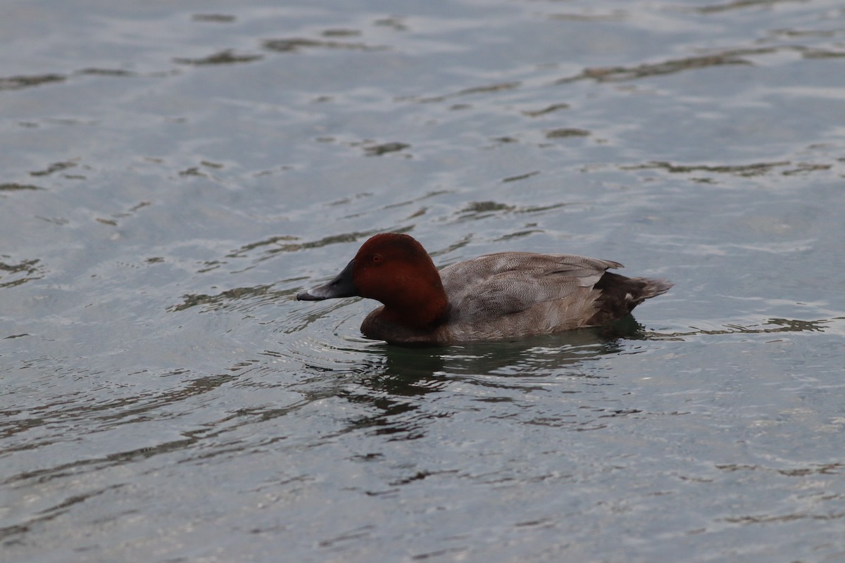 Common Pochard - ML642015176