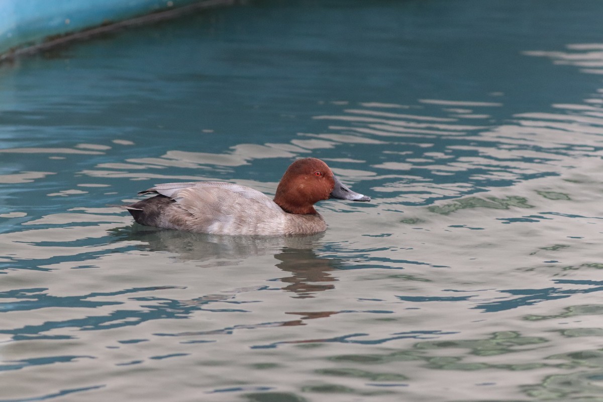 Common Pochard - ML642015177