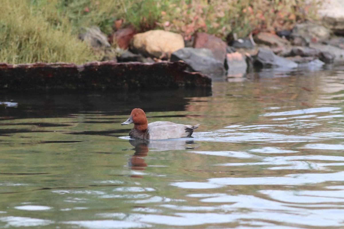Common Pochard - ML642015178