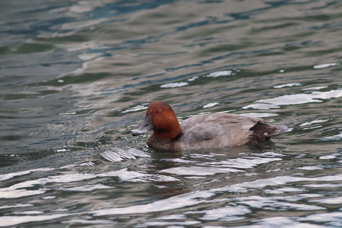 Common Pochard - ML642015179