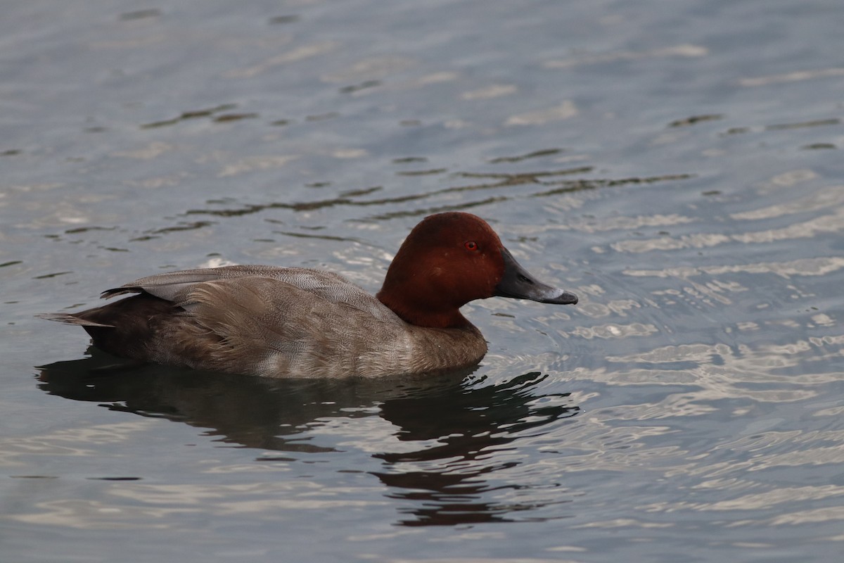 Common Pochard - ML642015180