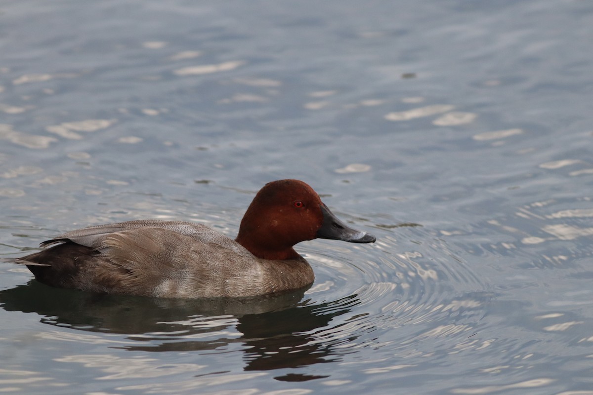 Common Pochard - ML642015181