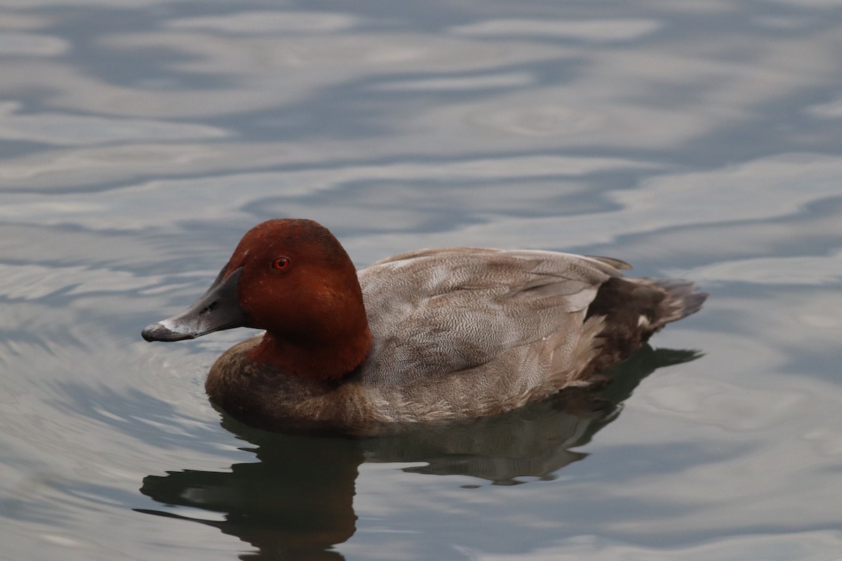 Common Pochard - ML642015183