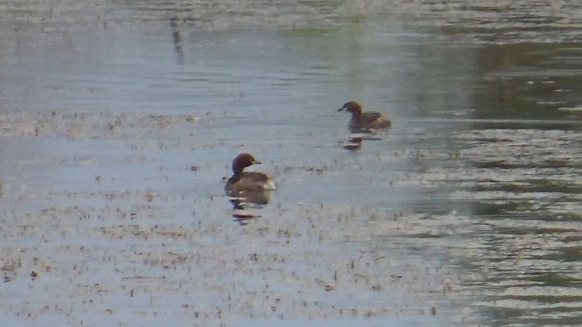 Little Grebe - ML642015186