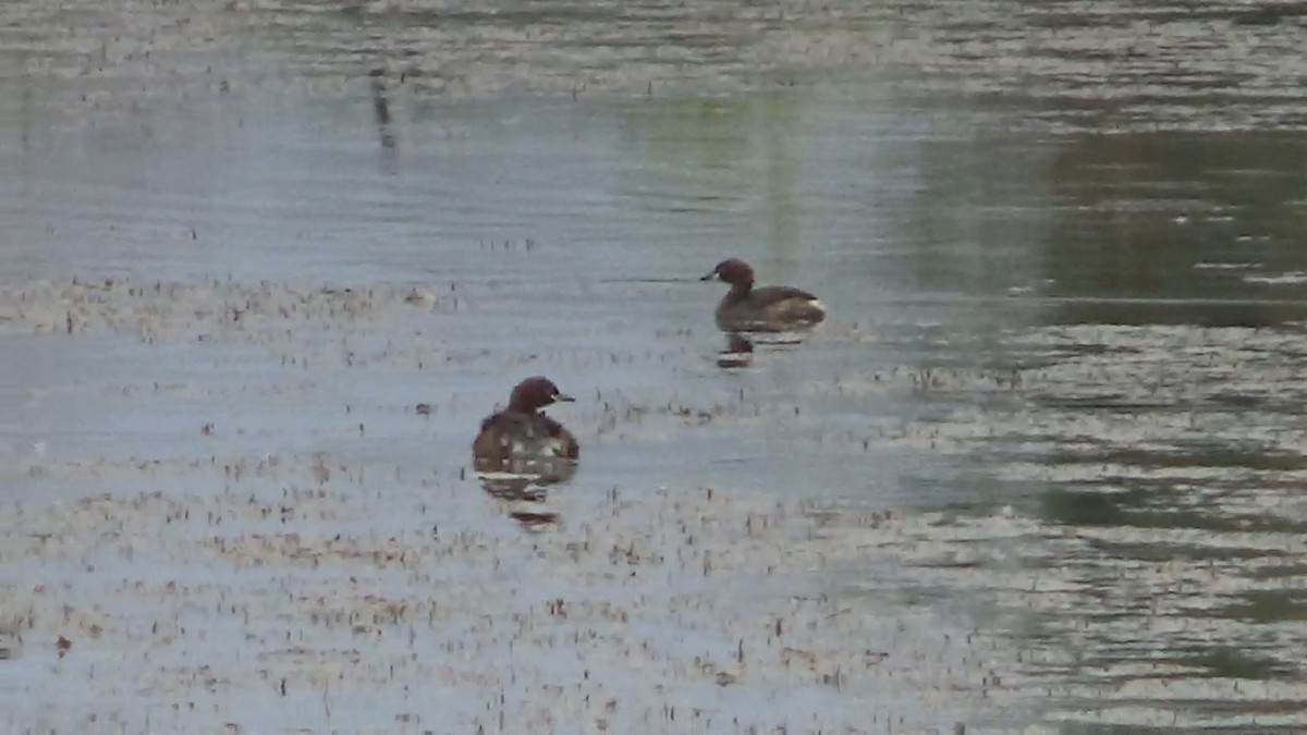 Little Grebe - ML642015187