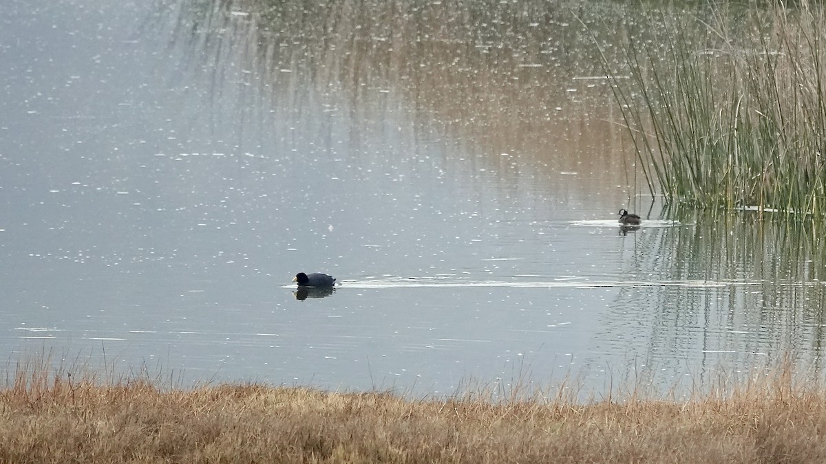 Slate-colored Coot - ML642015190
