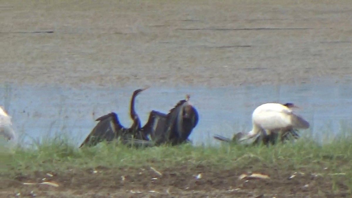 Oriental Darter - ML642015202