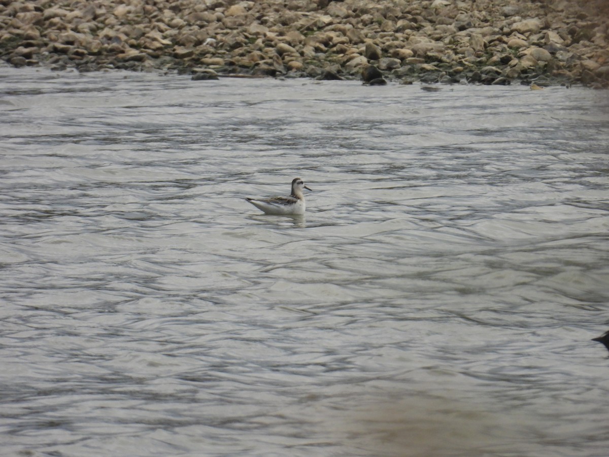 lyskonoh ploskozobý - ML642015207