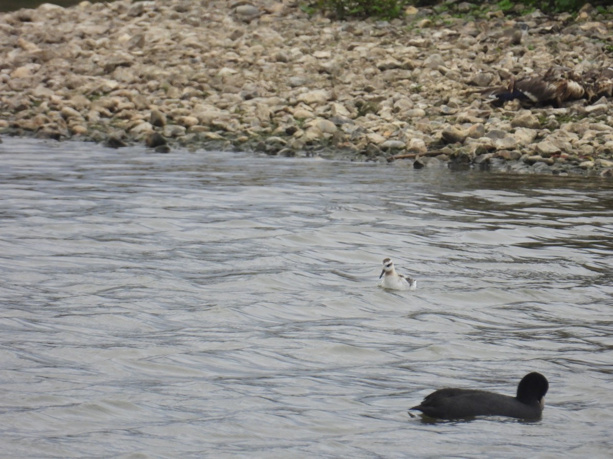 lyskonoh ploskozobý - ML642015220