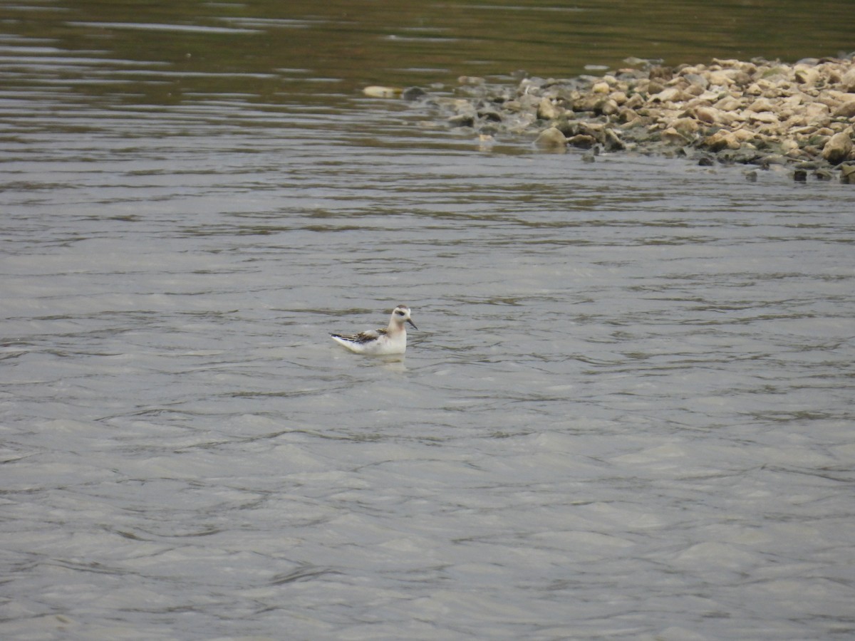 lyskonoh ploskozobý - ML642015221