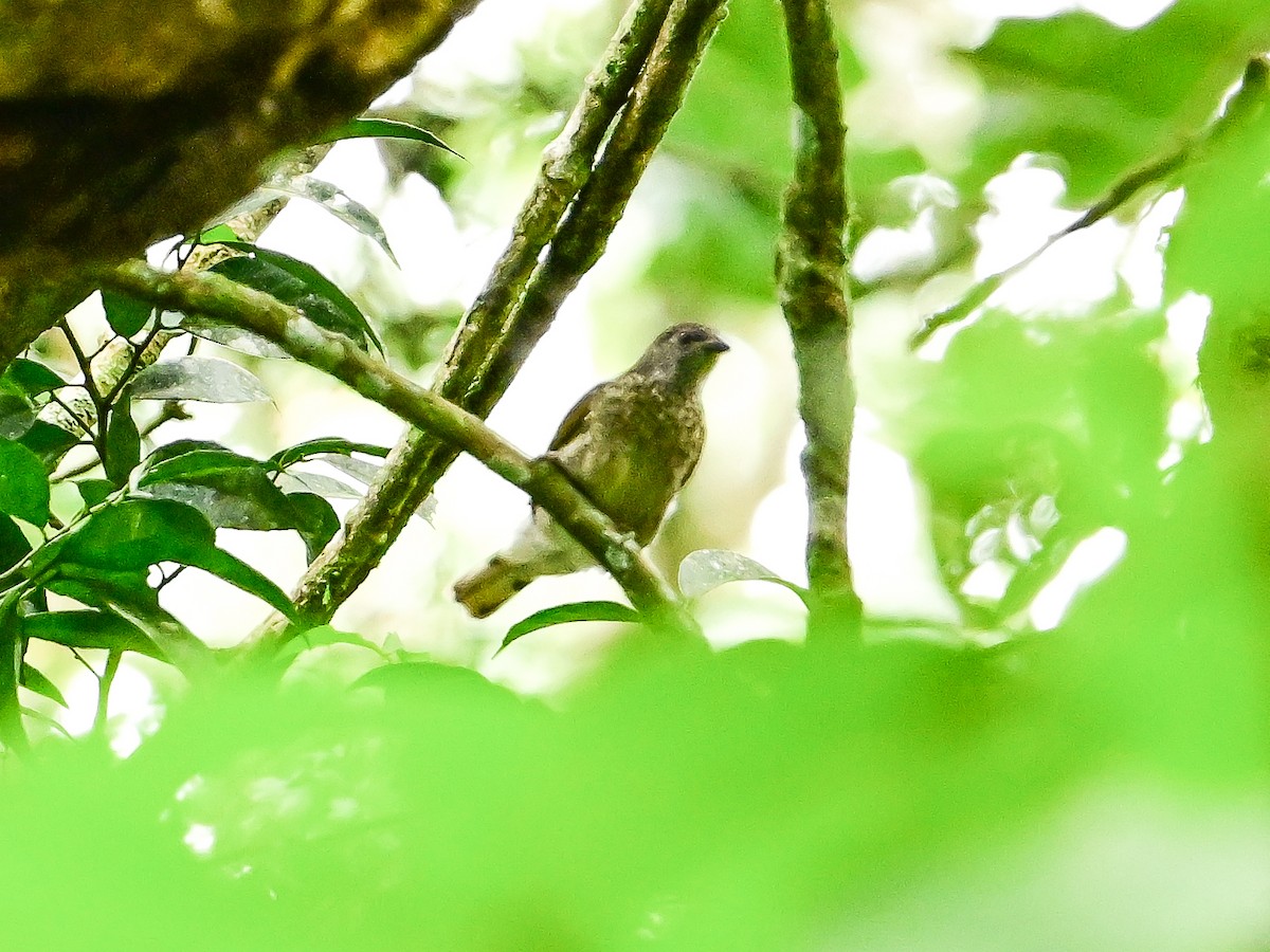 Scaly-throated Honeyguide - ML642015223