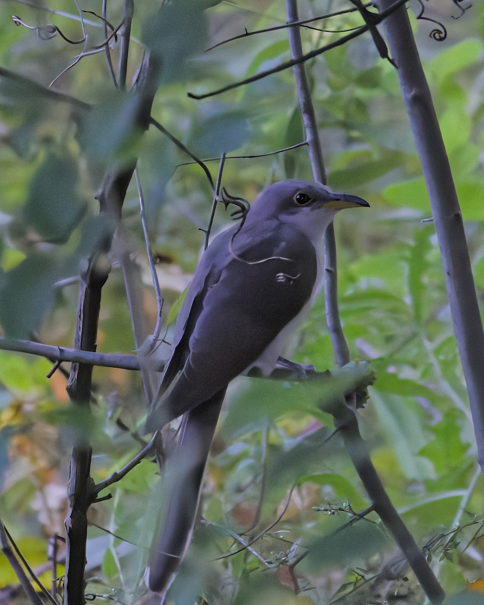 Yellow-billed Cuckoo - ML642015225