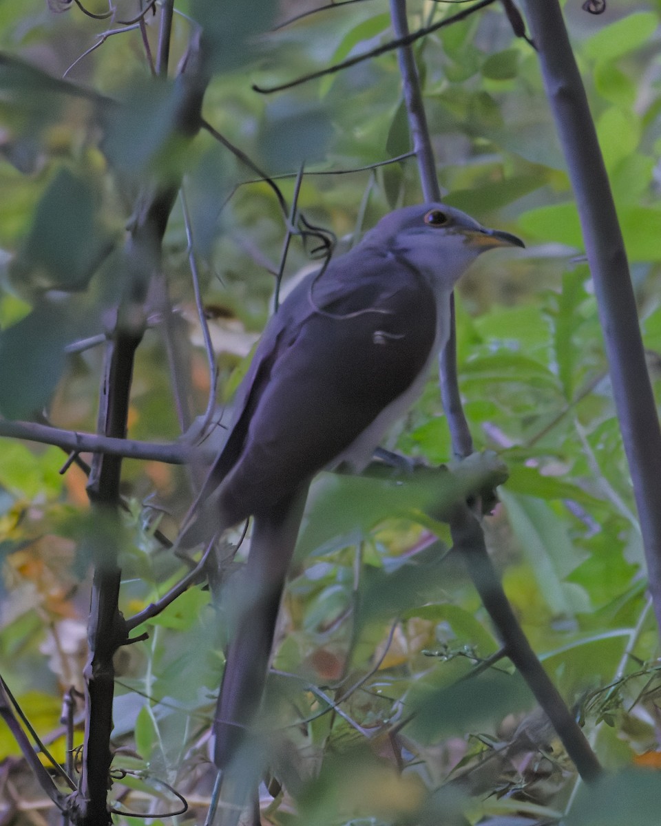 Yellow-billed Cuckoo - ML642015226